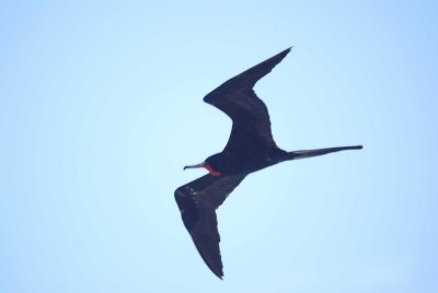 Magnifcent Frigatebird