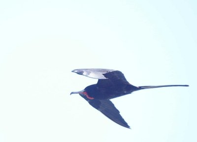 Magnifcent Frigatebird