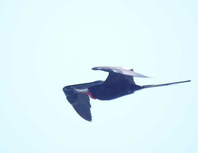 Magnifcent Frigatebird