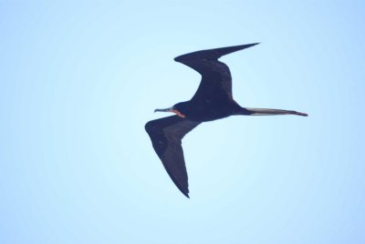 Magnifcent Frigatebird