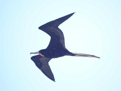 Magnifcent Frigatebird
