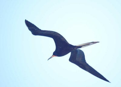 Magnifcent Frigatebird