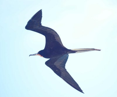Magnifcent Frigatebird