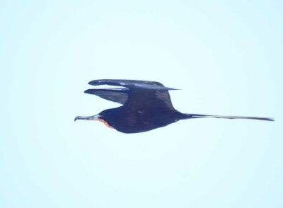 Magnifcent Frigatebird