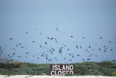 Sooy Tern & Brown Noddy