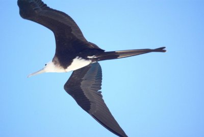 Magnifcent Frigatebird