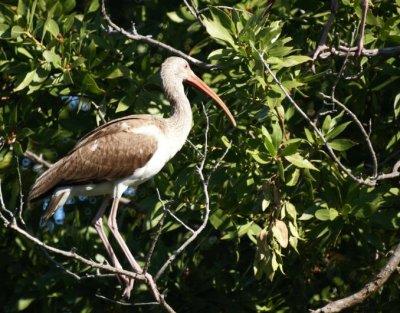 White Ibis