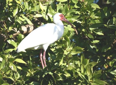 White Ibis