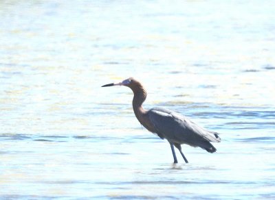 Reddish Egret