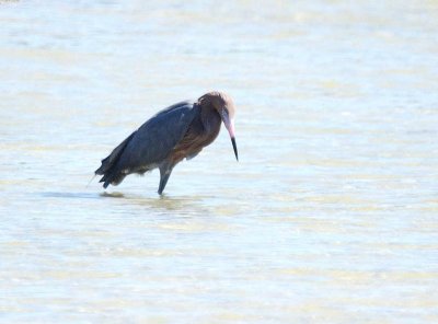 Reddish Egret
