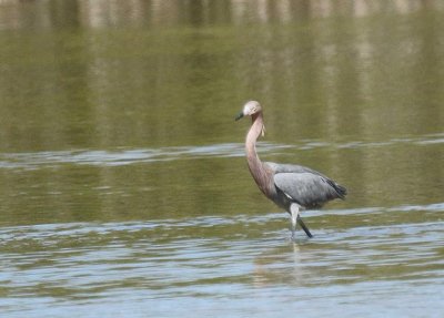 Reddish Egret