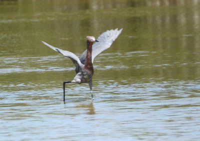 Reddish Egret