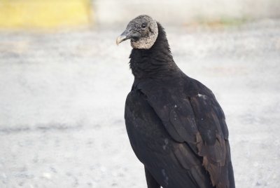 Black Vulture