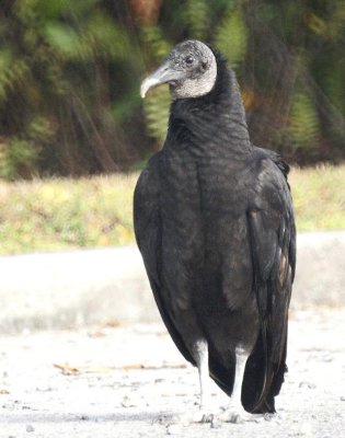 Black Vulture