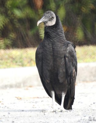 Black Vulture