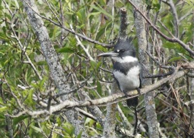 Belted Kingfisher