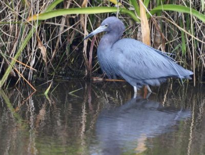 Little Blue Heron
