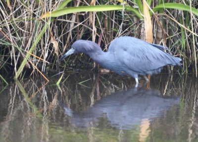 Little Blue Heron