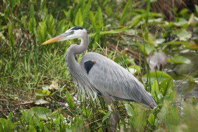 Great Blue Heron