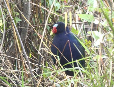 Purple Gallinule