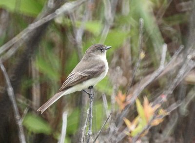 Eastern Phoebe