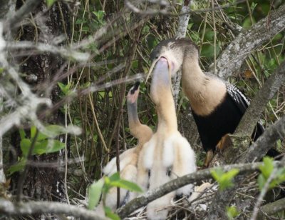 Anhinga