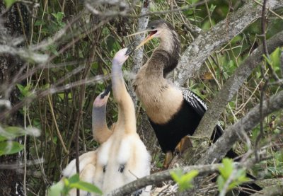 Anhinga