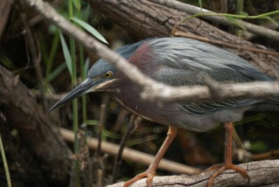 Green Heron