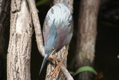 Green Heron