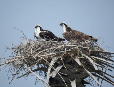 Osprey