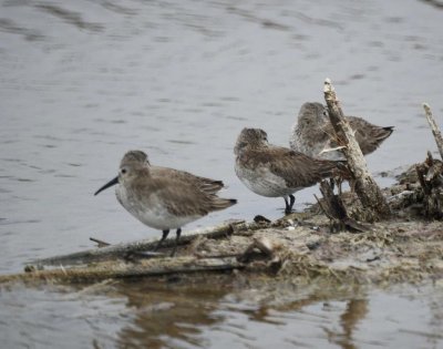 Dunlin