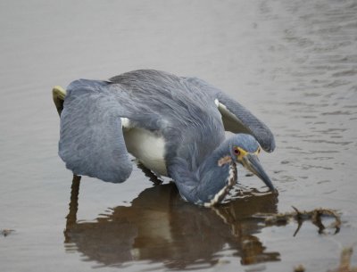 Tricolored Heron