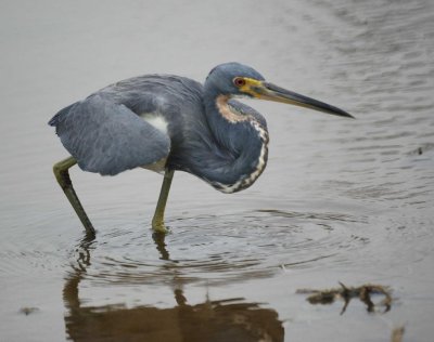 Tricolored Heron