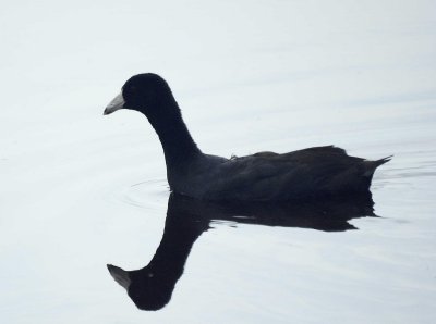 American Coot