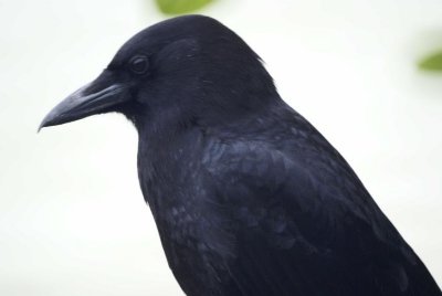 American Crow