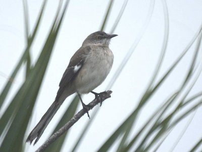 Northen Mockingbird
