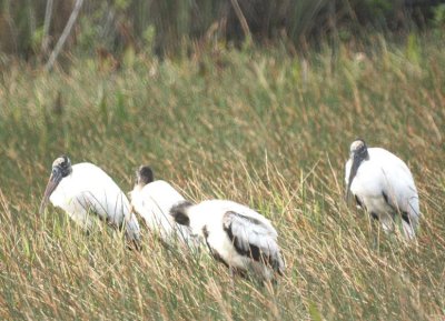 Wood Stork