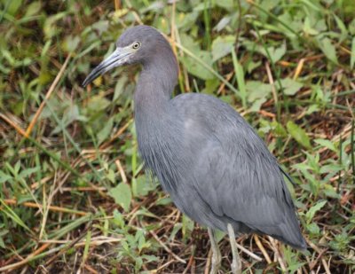 Little Blue Heron