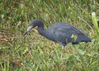 Little Blue Heron