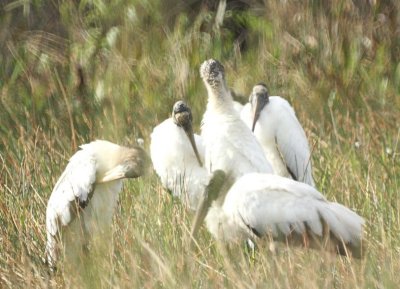 Wood Stork