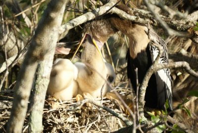 Anhinga