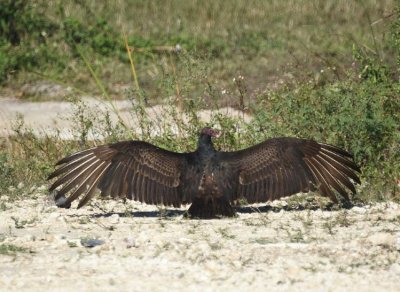 Turkey Vulture