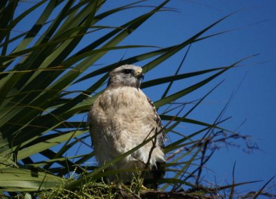 Red-shouldered Hawk