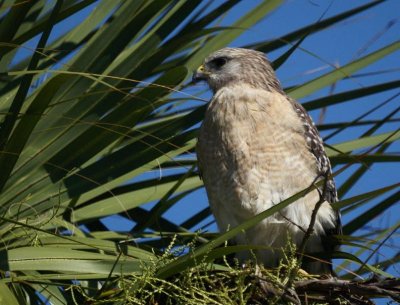 Red-shouldered Hawk