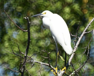 Snowy Egret