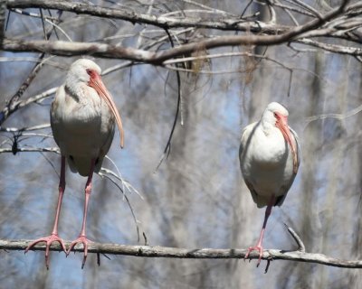 White Ibis