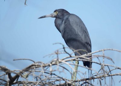 Little Blue Heron