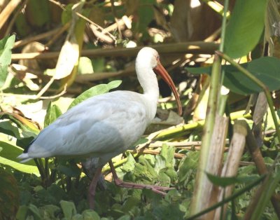 White Ibis