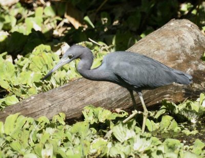 Little Blue Heron