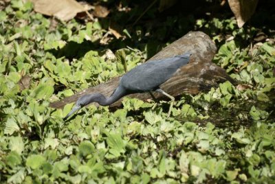 Little Blue Heron